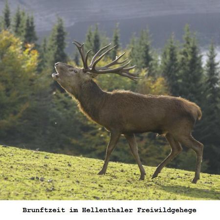 Ferienwohnung Gross A Schleiden Buitenkant foto