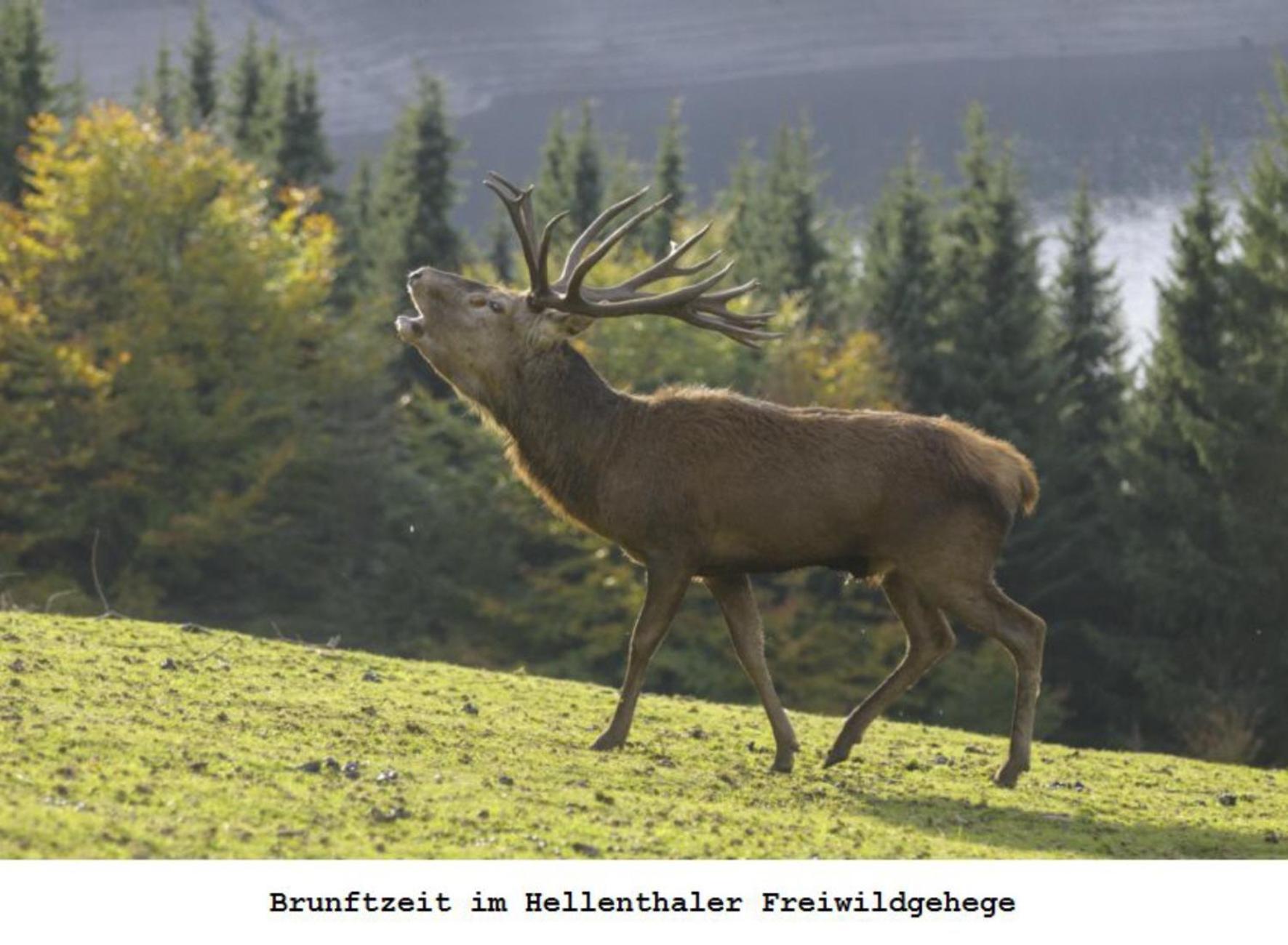 Ferienwohnung Gross A Schleiden Buitenkant foto