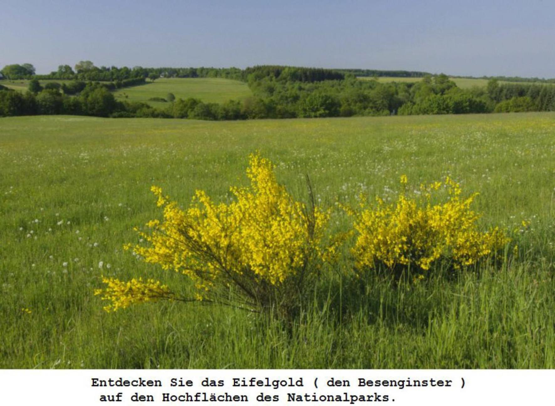 Ferienwohnung Gross A Schleiden Buitenkant foto